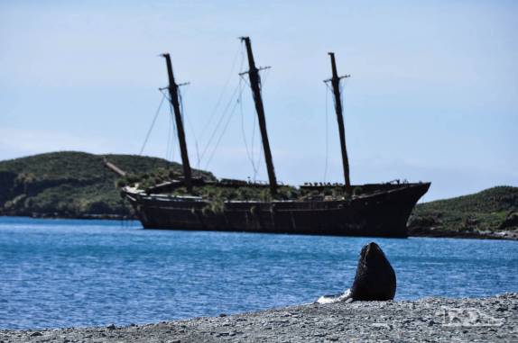 Um lobo- marinho na praia de Ocean Harbour, na Geórgia do Sul. No fundo, o naufrágio do Bayard